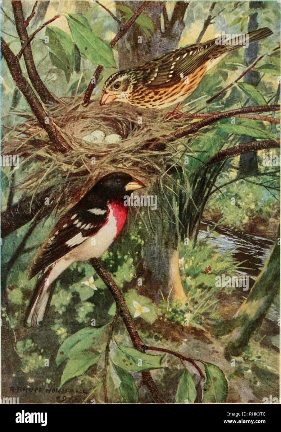 . Biografie degli uccelli. Uccelli -- Stati Uniti. ROSE-BREASTED GROSBEAK. Si prega di notare che queste immagini vengono estratte dalla pagina sottoposta a scansione di immagini che possono essere state migliorate digitalmente per la leggibilità - Colorazione e aspetto di queste illustrazioni potrebbero non perfettamente assomigliano al lavoro originale. Sfera, Alice Eliza, 1867-1948; Horsfall, R. Bruce (Robert Bruce), 1869-1948. New York, Dodd Mead Foto Stock