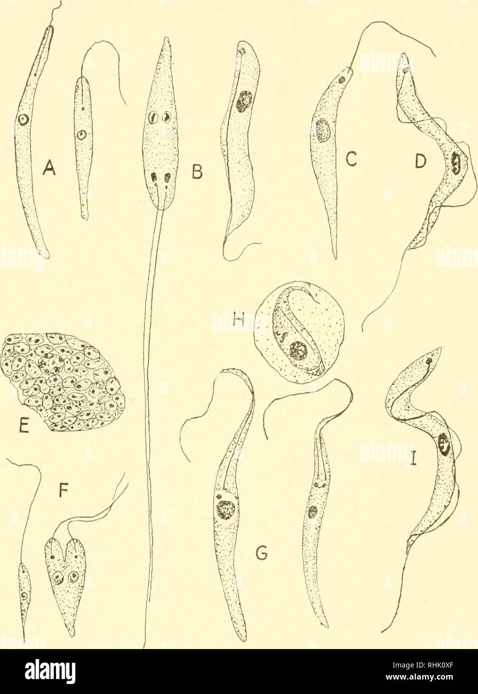 . La biologia dei protozoi. Protozoi; protozoi. 366 della biologia dei protozoi questi parassiti non hanno bocca, cibo-tenendo essendo osmotica saprozoic o. Essi vivono, normalmente, in sciolto sostanze alimentari dell'intestino o nel sangue ma possono crescere e moltiplicarsi in semi-fluido protoplasma di differenti tipi di cellule tissutali. Per la maggior parte. Fig. 169.-Trypanosomidae. Un, Leptomonas ctenocephali; B, Herpetomonas mus- carum, a sinistra singoli nella divisione, a destra trypanosoma forma. C Phytomonas davidi; D, tripanosoma gambiense; E, macrofago con fase intracellulare di Leish- manial donovani; F, Leish Foto Stock