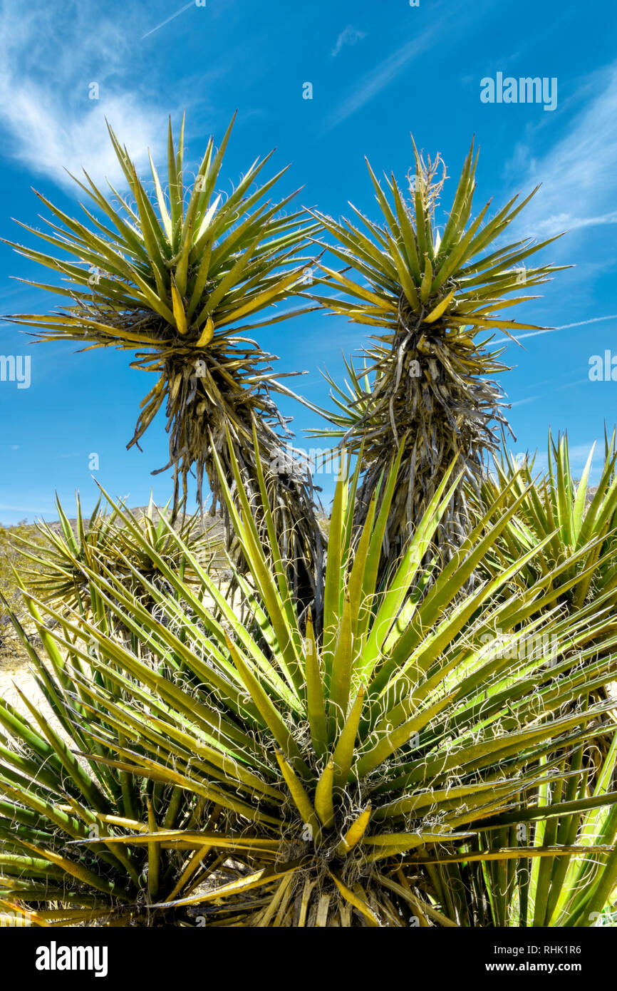 Joshua Tree National Park, STATI UNITI D'AMERICA Foto Stock