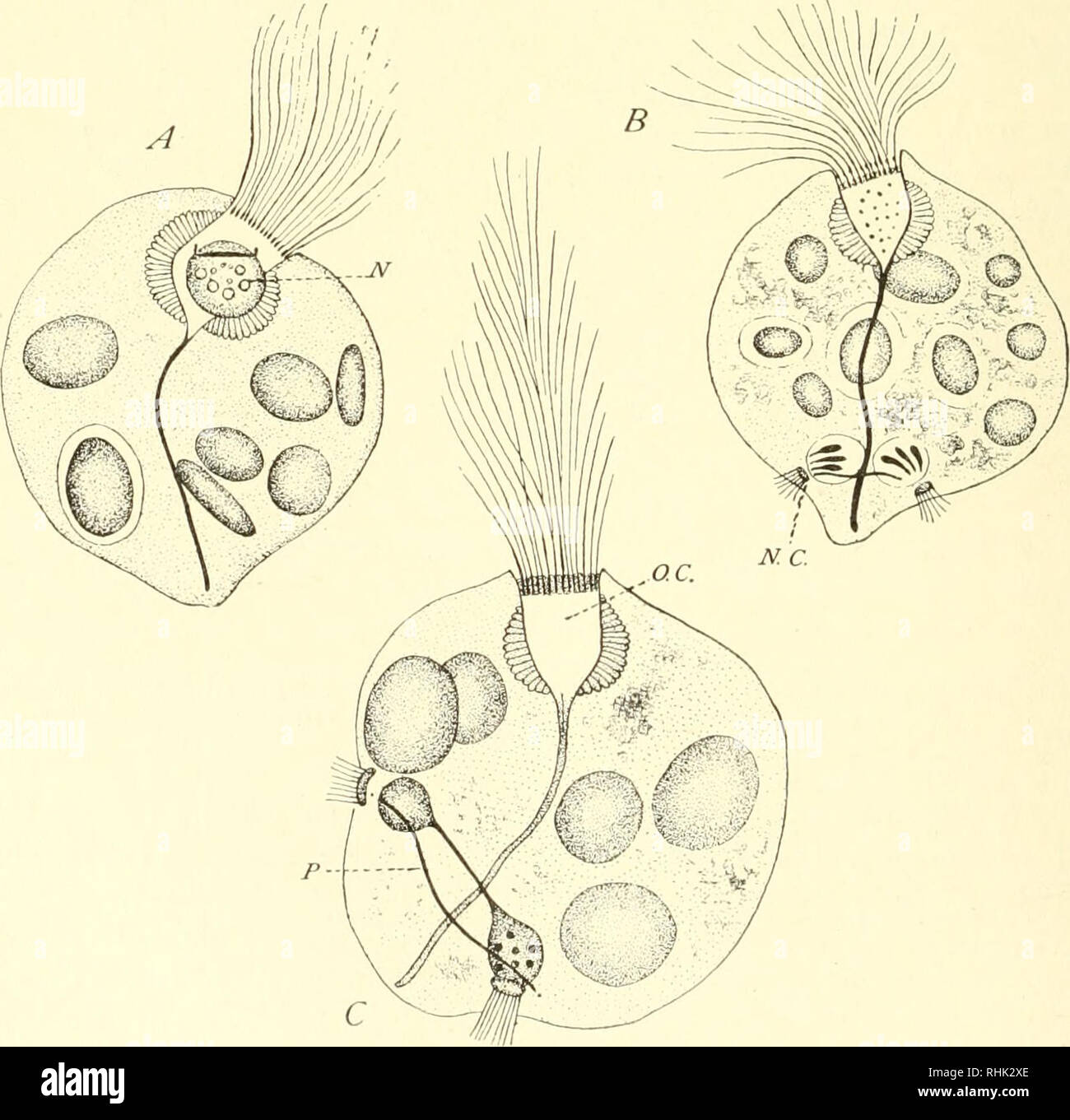 . La biologia dei protozoi. Protozoi; protozoi. Fig. 97.- Trypanosoma gambiense, una causa di la malattia del sonno africana. Individuali normali e fasi successive nella divisione di blepharoplast, nucleo e la cella. (Dopo Calkins.). Fig. 98. - Divisione di Lophomonas blatiarum. Un nucleo, lasciando il vecchio calice, centrioles e paradesmose pre.inviato; B, il nucleo in corrispondenza della estremità posteriore della cella, diviso; C, lo sviluppo della figlia-calyces e fasci di flagelli. (Dopo Janicld.). Si prega di notare che queste immagini vengono estratte dalla pagina sottoposta a scansione di immagini che possono essere state migliorate digitalmente per readabi Foto Stock