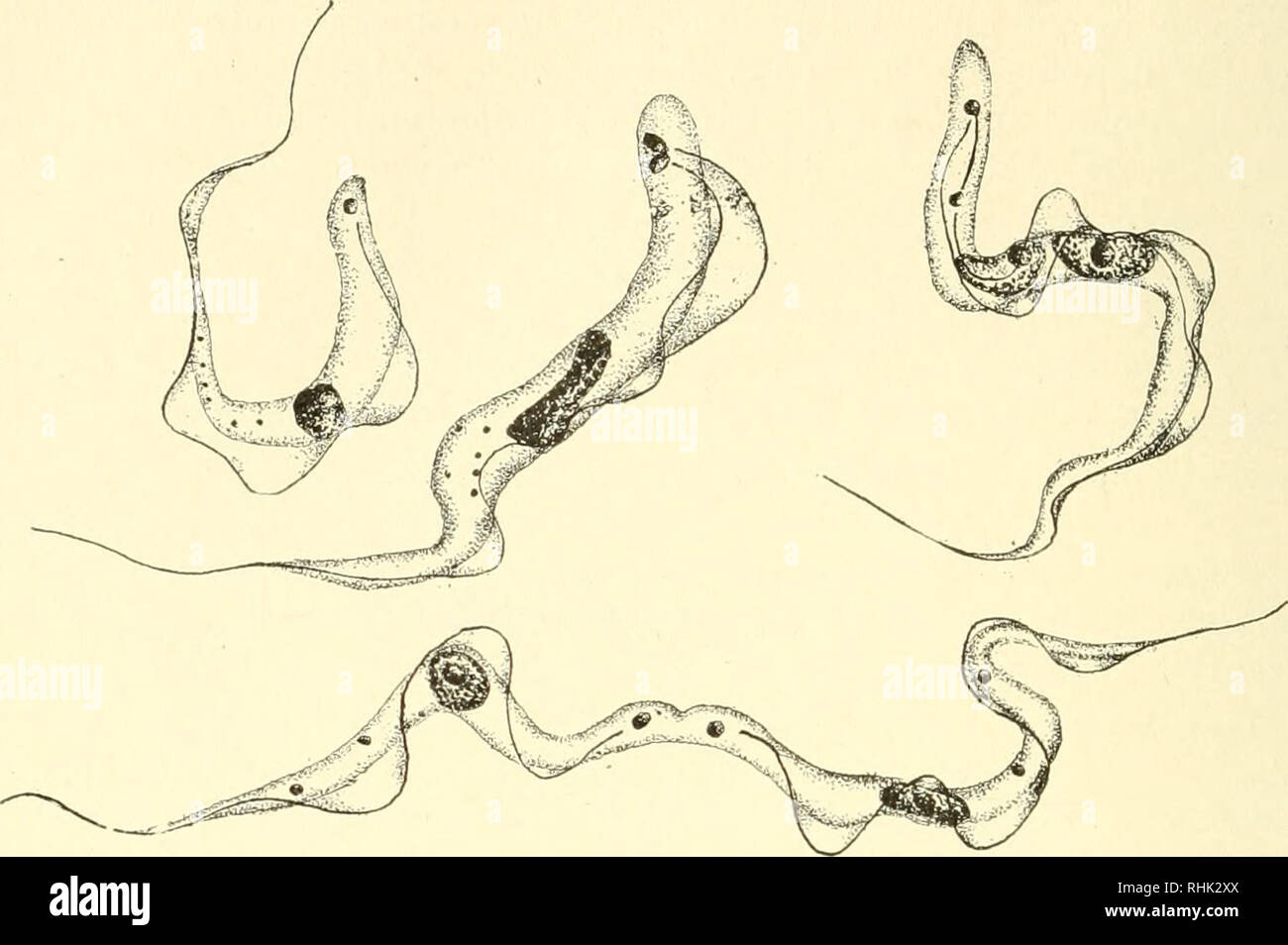 . La biologia dei protozoi. Protozoi; protozoi. 212 della biologia dei protozoi. Fig. 97.- Trypanosoma gambiense, una causa di la malattia del sonno africana. Individuali normali e fasi successive nella divisione di blepharoplast, nucleo e la cella. (Dopo Calkins.). Si prega di notare che queste immagini vengono estratte dalla pagina sottoposta a scansione di immagini che possono essere state migliorate digitalmente per la leggibilità - Colorazione e aspetto di queste illustrazioni potrebbero non perfettamente assomigliano al lavoro originale. Calkins, Gary N. (Gary Nathan), b. 1869. Philadelphia e New York, Lea &AMP; Febiger Foto Stock