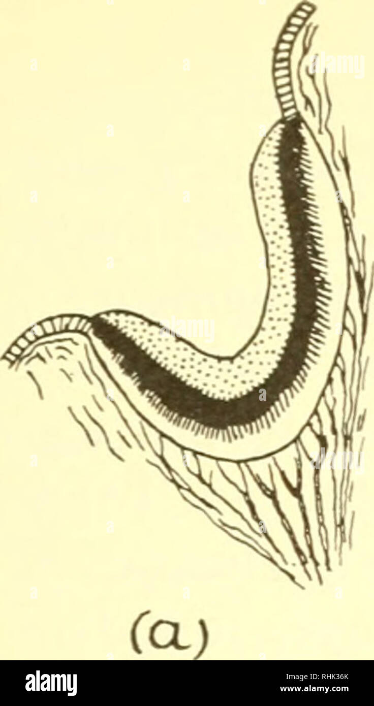 . La biologia degli animali marini. Animali marini; fisiologia, comparativo. . Si prega di notare che queste immagini vengono estratte dalla pagina sottoposta a scansione di immagini che possono essere state migliorate digitalmente per la leggibilità - Colorazione e aspetto di queste illustrazioni potrebbero non perfettamente assomigliano al lavoro originale. Nicol, J. A. Colin (Joseph Arthur Colin), 1915-. New York, Interscience Publishers Foto Stock