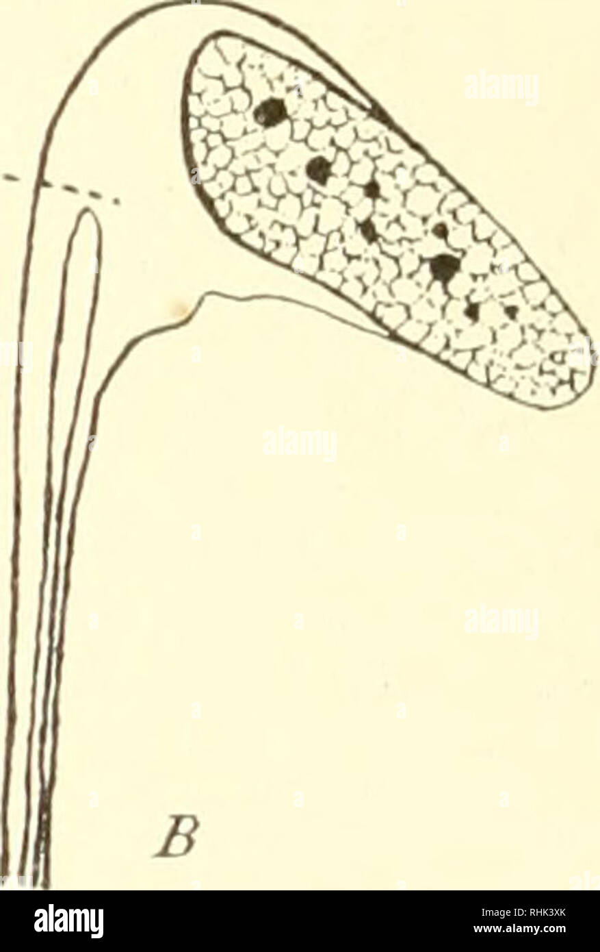 . La biologia dei protozoi. Protozoi; protozoi. Fig. 53. - Relazione di filamenti assiale di nuclei. A e B, Camptonema nutans con nuclei parzialmente incorporate in .suljstance dei filamenti assiale; (x) assiale fila- mento; C, sezione di Actiiwphrys sol con filamenti assiale derivante da granuli intranucleare recentemente diviso nuclei. (Dopo Schaudinn.) cella, il grano centrale prima divide formando un amphiaster costituito da centrosomes, centrodesmose e raggi astrale costituito dai radi- collaborato fibrille (Fig. 60-vedi anche Trichonympha campaniila). Il cen- f o lle grano, tuttavia, non prende parte in rep Foto Stock