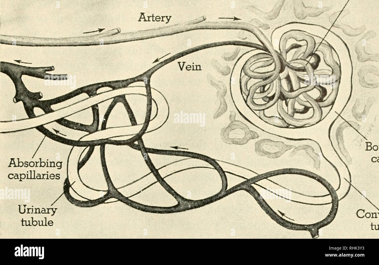. Biologia e l'uomo. Biologia; gli esseri umani. Glomerulus. I capillari di assorbimento del tubulo urinario L la capsula di Bowman tubulo convoluto la rimozione dei rifiuti da parte dei reni ciascun tubicino inizia dall'ampliato a parete doppia capsula. Il sangue dall'arteria passa prima attraverso i capillari del glomerulus, al di fuori delle quali il materiale di scarto dif- fusibili per osmosi. Questi fluidi continuare attraverso il tubicino, che è molto lungo e molto aggrovigliato. Il sangue di continuare oltre la glomerulus corre attraverso un sec- ond insieme di capillari che sono strettamente ingranato con i tubuli. In questa fase la maggior parte delle acque, s Foto Stock