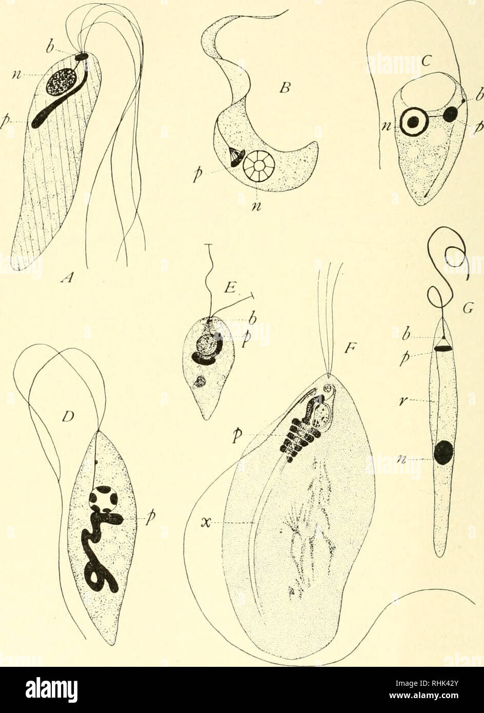 La Biologia Dei Protozoi Protozoi Protozoi 96 Della Biologia Dei Protozoi Desmose O In Questo Caso Un Rhizoplast Citoplasmatico 2 Scytomonas Siihtuis In Cui Blepharoplast Non E Collegato Con Il Nucleo