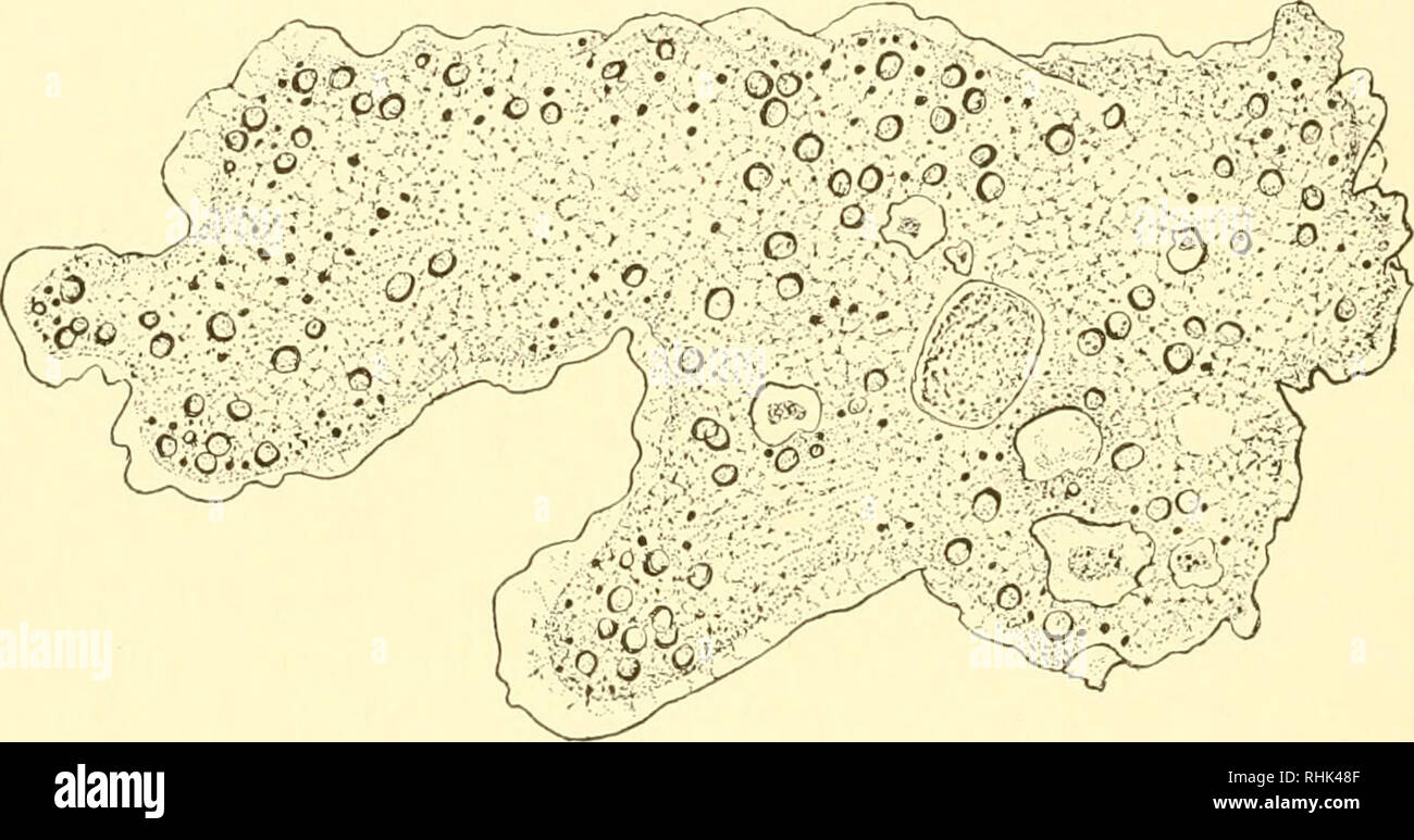 . La biologia dei protozoi. Protozoi; protozoi. 78 della biologia dei protozoi In Metazoa l apparato di Golgi appare sotto due aspetti principali, una diffusa, altri localizzati. Questi possono essere convertiti l'uno nell'altro in diverse fasi di attività cellulare e dovrebbero essere considerati come varianti di una stessa sostanza nella cella o dello stesso elemento strutturale. La fase localizzata è stata denominata dal Golgi (1898) "interno apparato reticolare" dalla caratteristica struttura reticolare che essa assume in cellule nervose. La fase granulare è derivato, apparentemente, dalla frammentazione Foto Stock