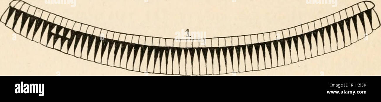 . La biologia dei gemelli (mammiferi). I gemelli. 142 LA BIOLOGIA DEI GEMELLI feto III il raddoppio coinvolge tutta la band, per c'è un extra o decimo band presente; nel feto ho tutta la band è il doppio ad eccezione di quattro scutes sulla sinistra n. I. Si prega di notare che queste immagini vengono estratte dalla pagina sottoposta a scansione di immagini che possono essere state migliorate digitalmente per la leggibilità - Colorazione e aspetto di queste illustrazioni potrebbero non perfettamente assomigliano al lavoro originale. Newman, Horatio Hackett, b. 1875. Chicago, Ill. , University of Chicago Press Foto Stock