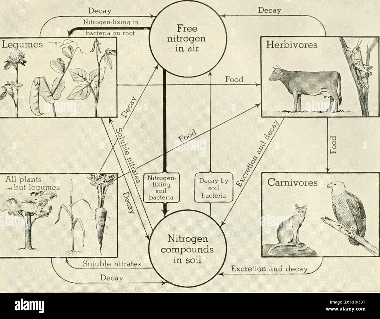 Biologia e l'uomo. Biologia; gli esseri umani. I legumi. Il ciclo di azoto  piante la maggior parte di prendere di azoto dal terreno, come nitrati  solubili. La maggior parte degli animali