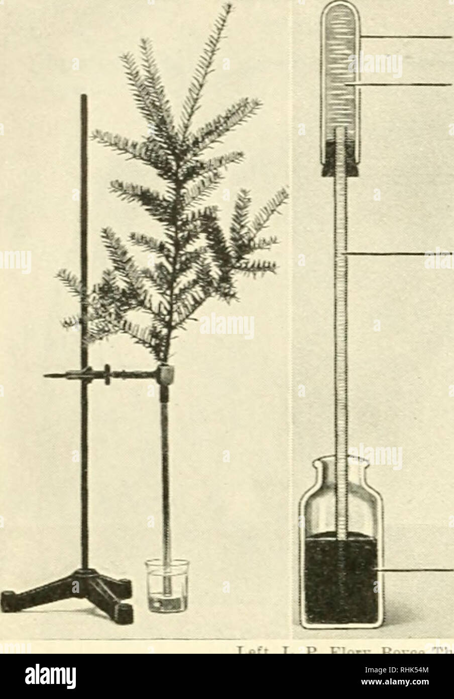 Biologia e l'uomo. Biologia; gli esseri umani. Sinistra L. P. f: - coppa  porosa Acqua acqua Mercurio Inj'.itute se dobbiamo tagliare lo stelo di una  pianta vivente sotto l'acqua fredda che