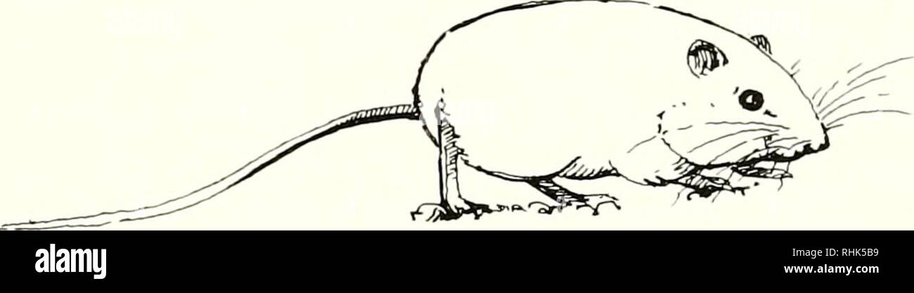 . La biologia della Heteromyidae. Heteromyidae. BIOGEOGRAPHY David J. Schmidly, Kenneth T. Wilkins, e James N. Derr Introduzione. Lo scopo di questo capitolo è quello di descrivere e spiegare la distribuzione di heter- omyid di roditori e di valutare la rilevanza degli eventi storici nel determinare la pres- ent e passato le distribuzioni di specie e generi nella famiglia. Il nostro lavoro riguarda entrambi biogeography ecologico-la distri- butions di specie in relazione alle loro condizioni di vita e di dispersione potenziale - e biogeography storico-le distribuzioni di specie e taxa superiori come un risultato della loro pa Foto Stock