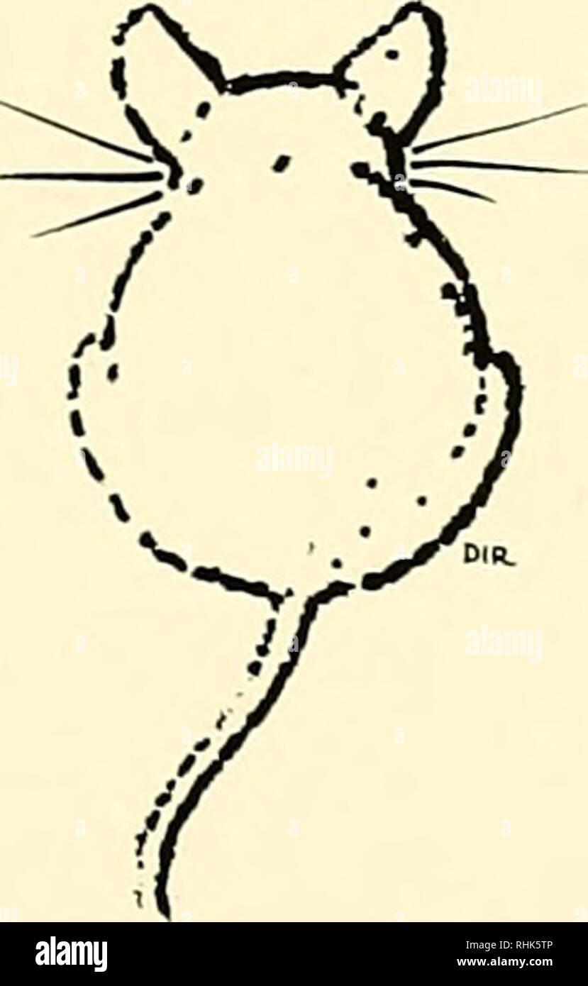 . Biologia di Peromyscus (Rodentia). Topi; Peromyscus. Indice in '/'(â ( hni( III antes 5'^^ li)l. I'.ki, io!)!), l'OI: rcprod., I,".",., :&GT;H. Ki."i liiiei: activily, 547; aiiat.. 128-1 ."52, i;5(i, 138; bchav., 204, 2m, 210. 213- 218, 459, 4(56, 473, 501; i)iilli wl., Ifi7, 168; classif., 41, 54-5(i, (W; (Irvflop., 173-176, 182-187, 190; gciict., 342; giowtli, (Ifxclop.. 219- 229, 232-244; habitat, 19, 105, 106, 108, 110, 115, 116; home gamma, 385, 387, 393, .398; ibrido., 87-89; elenco, 148, 149; mappa, 56; molt, 193- 200; parasit., 254, 263, 265, 266, 271, 276, 278, 286, 289, 293, Foto Stock