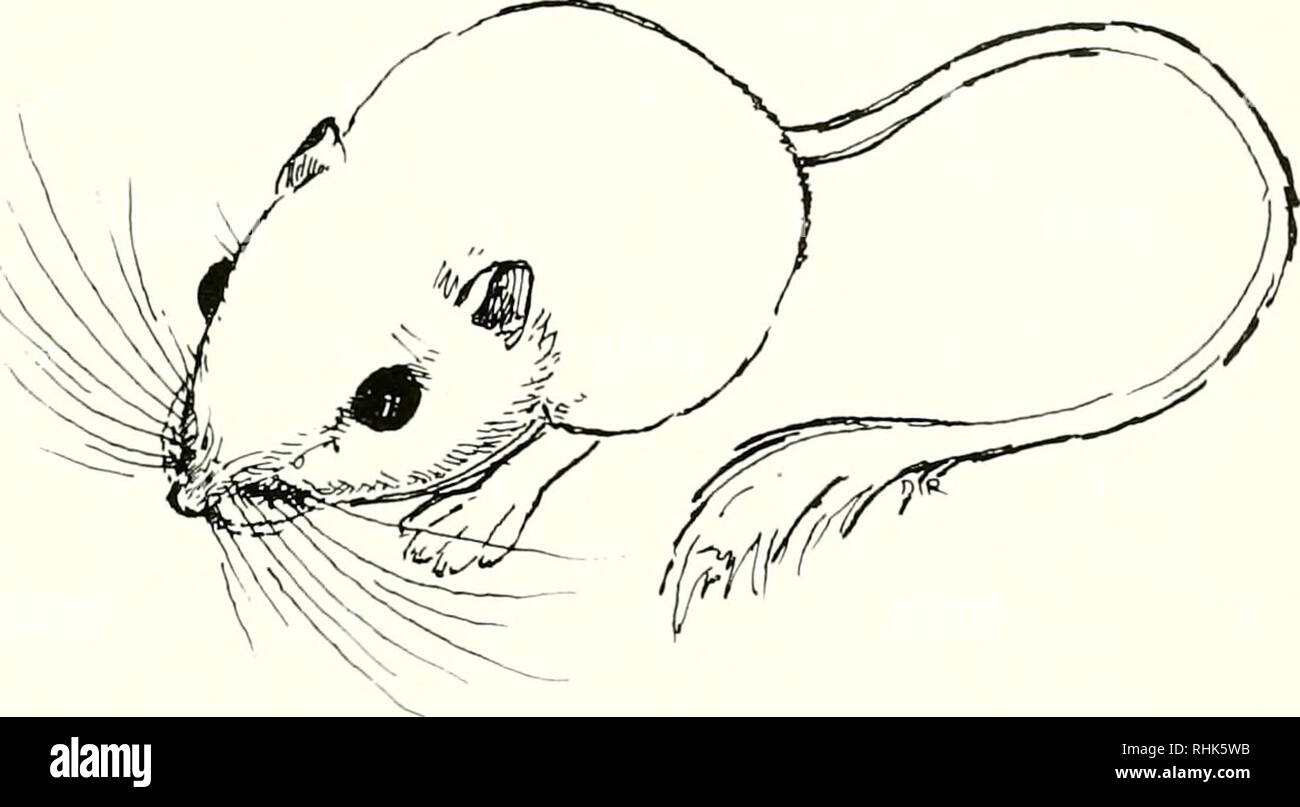 . La biologia della Heteromyidae. Heteromyidae. Il record di fossili John H. Wahlert. Introduzione Questo capitolo presenta un sondaggio della letteratura al fine di esporre la attualmente riconosciuti taxa e per identificare i problemi in sistematica delle fonti fossili Het- eromyidae. Il testo è suddiviso in argomenti che illustrano le peculiarità dei dati paleontologici. Per ciascun genere tipo esemplare della specie tipo è di primaria impor- tanza; la maggior parte dei tipi più vecchi mancanza dettagliata dei dati stratigrafica, e non vi è alcuna garanzia che gli altri esemplari, anche dalla stessa località, sono stati vicino contemporanei Foto Stock