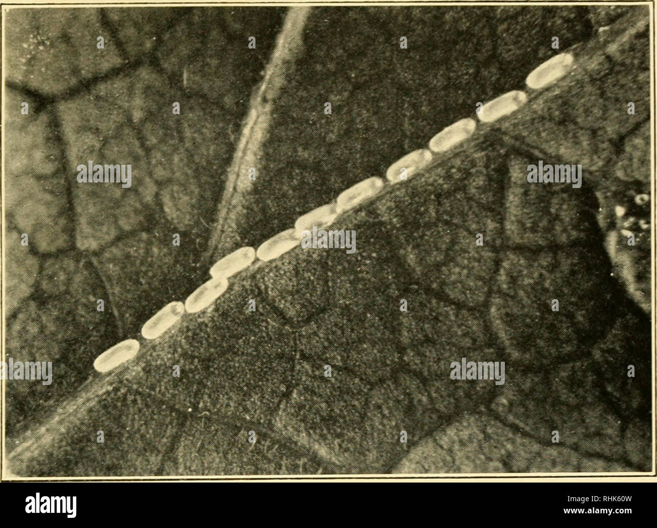 . La biologia degli insetti. Insetti -- Biologia. Piastra VI. A. Uova di Sawfly {Nemattis ribcsU) prevista al di sotto della foglia di ribes. X 4.. Si prega di notare che queste immagini vengono estratte dalla pagina sottoposta a scansione di immagini che possono essere state migliorate digitalmente per la leggibilità - Colorazione e aspetto di queste illustrazioni potrebbero non perfettamente assomigliano al lavoro originale. Carpenter, George H. (George Herbert), 1865-1939. New York, la Macmillan Company Foto Stock