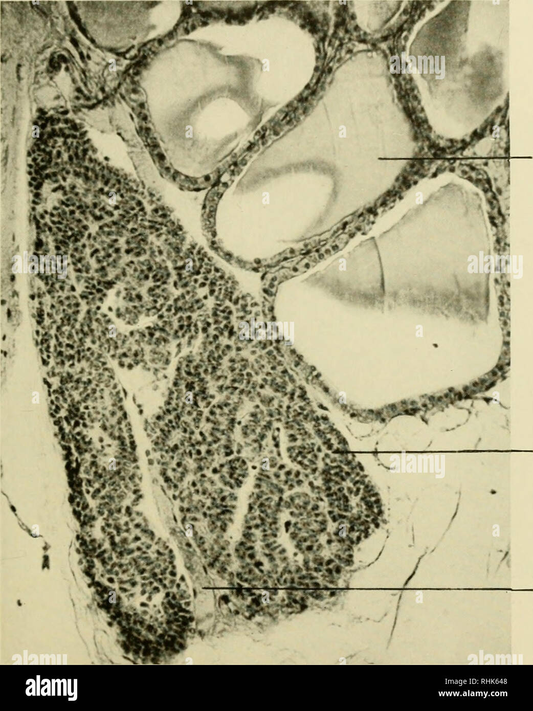 . La biologia del laboratorio di mouse. Topi come animali da laboratorio; i topi; animali, Laboratorio; i topi. Istologia lOI posizioni come pure il numero di lobi è variabile. Essi sono normalmente sit- uated alla estremità caudale di ognuno dei due lobi laterali della tiroide. La ghiandola è costituita da aree densamente disposti gruppi o corde di celle poligonali. In alcune di queste cellule i nuclei sono tonde e contenere fini granuli di cromatina;. Tiroide fDllicle colloide con la paratiroide .^  -.-","  vaso sanguigno Fig. 42.-Tiroide e ghiandole paratiroidi. (X200). in altri nuclei sono allungate e contengono un unico grande nucleo Foto Stock