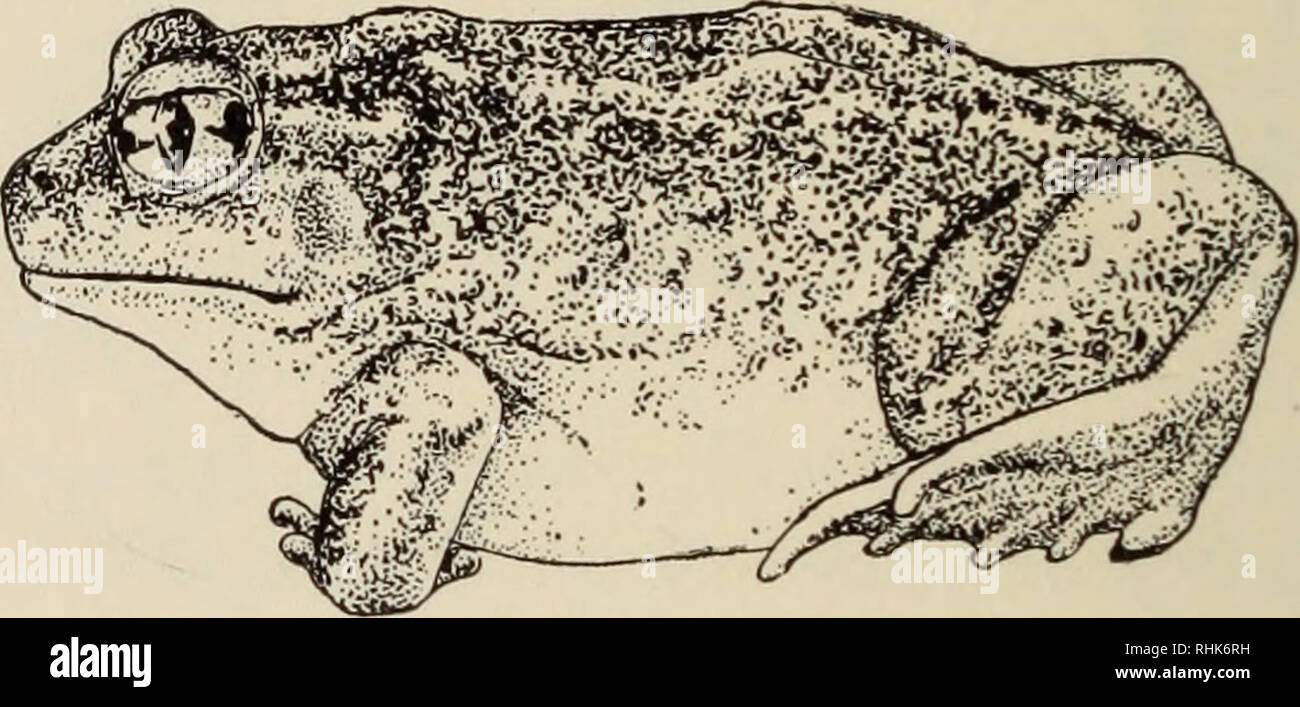 La biologia degli anfibi. Anfibi. 494 LA BIOLOGIA degli anfibi strumento  per scavare. Spade-piede rospi con loro pupilla verticale e liscia o  leggermente pelli tubercolare (Fig. 158) può essere facilmente distinto
