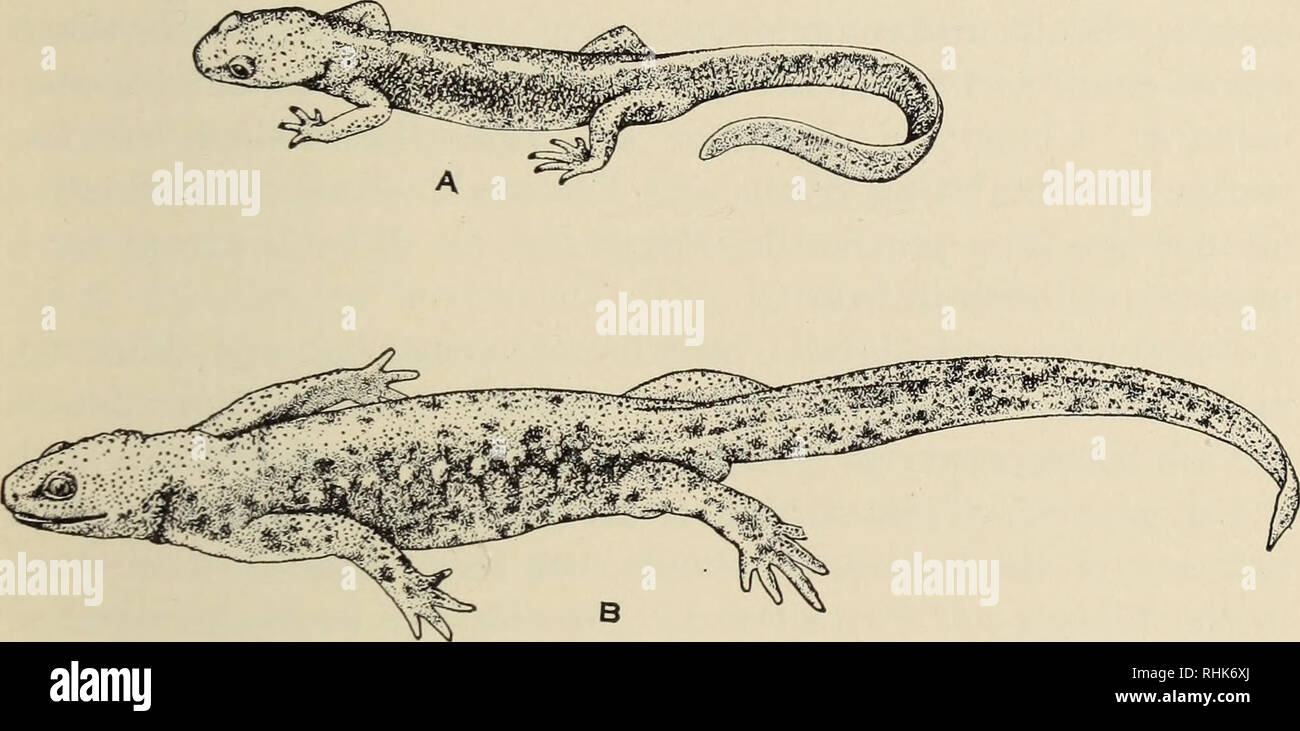 . La biologia degli anfibi. Anfibi. Relazioni e di classificazione 475 separato dalla squamosals. Il frontosquamosal arco di ciascun lato è intero ma molto stretta. Il tipico tritoni, tri- turus, Pleurodeles e Euproctus, sembra che siano state derivate dallo stesso magazzino come Pachytriton. Alcune forme (Fig. 150) come Pleurodeles waltl sono irregolari scuoiate e assomigliano Tylototriton strettamente. Essi si sono specializzate, tuttavia, in una riduzione del mascellare superiore e pterygoid elementi, una riduzione che è portato più lontano nel Plethodontidae. In Triturus ossuto pterygoid è piccola e non Foto Stock