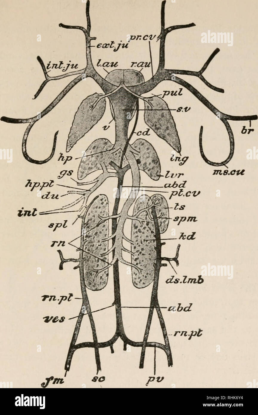 . La biologia della rana. Le rane. FlG. 75. - Sistema venoso della rana visto dal lato dorsale, abd, ab- vena dominal; br, vena brachiale; cd, cardiaca o vena bulbi cordis; ds. Imb, dorso-lombare ; dfo, duodenali; ext.ju, giugulare esterno; fin, femorale; gs, gastrico; hp, epatica; hp.pt, epatica portale; inf.; intestinale int.ju, giugulare interna; kd, rene; l.au, padiglione auricolare sinistro; Ing, polmone; /ir, fegato; il suo.CU, apparato muscolo-cutanee ; pr.cv, precaval; pt.cv, postcaval; pul pul- monary ; pv, pelvico ; r.aii, padiglione auricolare destro ; rn, vene renali ; rn.pt, portale renale; sc, sciatici; sf&GT;/, cellule spleniche; spin, di sperma Foto Stock