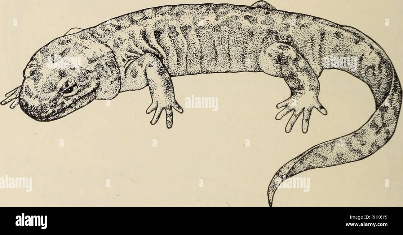 . La biologia degli anfibi. Anfibi. 472 LA BIOLOGIA degli anfibi approccio dell'premaxillary spine. La fecondazione è interna e tre set di ghiandole circondano la cloaca del maschio. Il Ambystomoidea sono distinti dal Salamandroidea dalla loro breve prevomers senza processi posteriore che si estende al di sopra della regione di parasphenoid. Le vertebre sono amphicoelous nel Ambystomidae e opisthocoelous nel Salamandridae e alcuni altri Salamandroidea. Il cranio concorda con quella del Hynobiidae e differisce da quella della primitiva salamandroids mancando un frontosquamosal un Foto Stock