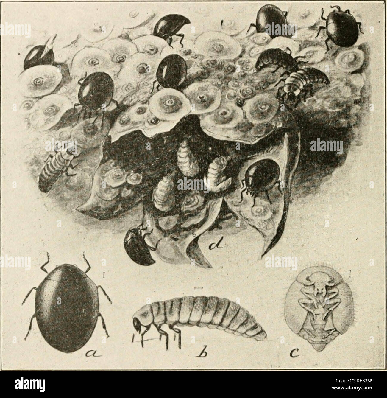 . Biologia in America. Biologia. 4(J() Biologia in America a loro tliat in tlio liome nativo della scala potrebbe casualmente si trovano alcuni nemico naturale, wliieh se introdotto in cal- ifornia migiit estrarre, o almeno tenere nella guancia il terribile scala. E così uno di essi partirono per l'Australia e ci ha trovato la coccinella coleottero di Vedalia, che io)reyed su scala. Ami questo portava con lui in California. Il pietoso coccinella un, Rootle; b, larva ; e, pupa; d, blossom fine di pera, mostrando una bilancia con larvco della coccinella alimentare su di esse e i)upic di coccinella attacdied Avithin il Foto Stock