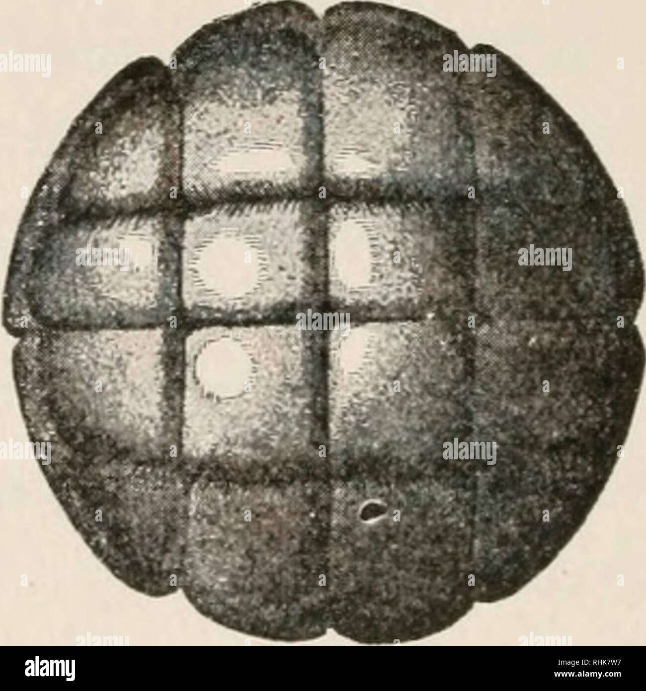 . La biologia della rana. Le rane. G H FlG. 16. - Segmentazione delle uova. (Dopo Schultze.), tuo-stadio cellulare, con l'inizio del secondo solco; B, otto-stadio cellulare, mostrando il solco trasversale al polo animale; e, otto-cella fase; C, D, F, Gt di sedici tappe di cella, che mostra le variazioni nel piano di clivaggio ; //, trenta- allo stadio a due cellule. (Da Morgan's "Sviluppo del Frog uovo."). Si prega di notare che queste immagini vengono estratte dalla pagina sottoposta a scansione di immagini che possono essere state migliorate digitalmente per la leggibilità - Colorazione e aspetto di queste illustrazioni potrebbero non perfettamente resembl Foto Stock