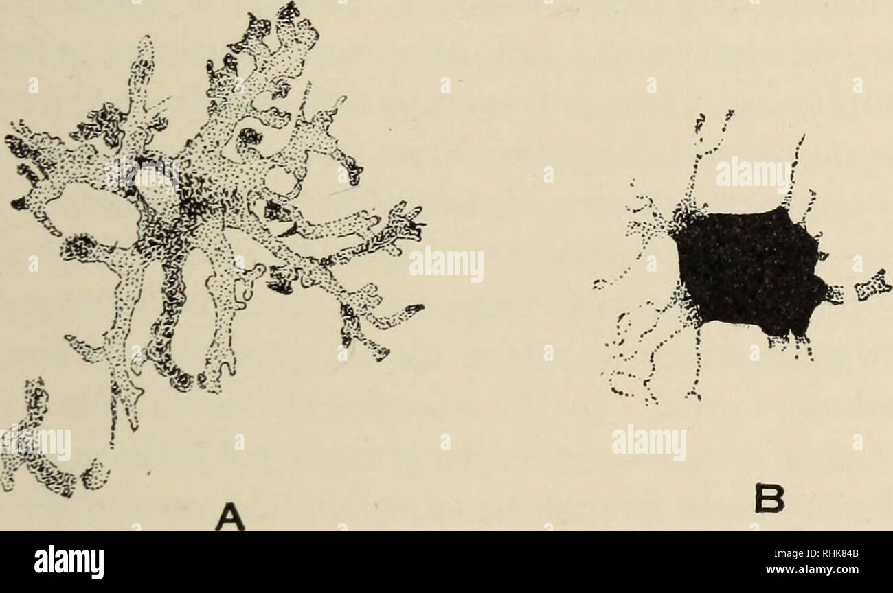 La biologia degli anfibi. Anfibi. Il tegumento 143 il lipophore. Alcuni  esemplari di Salamandra salamandra o Ambystoma maculatum può possedere  rosso invece delle solite macchie di colore giallo, per entro un