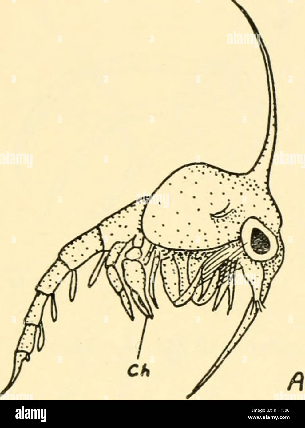 Una Biologia Dei Crostacei Crostacei Crescita E Storie Di Vita 77 L Adulto Le Principali Funzioni