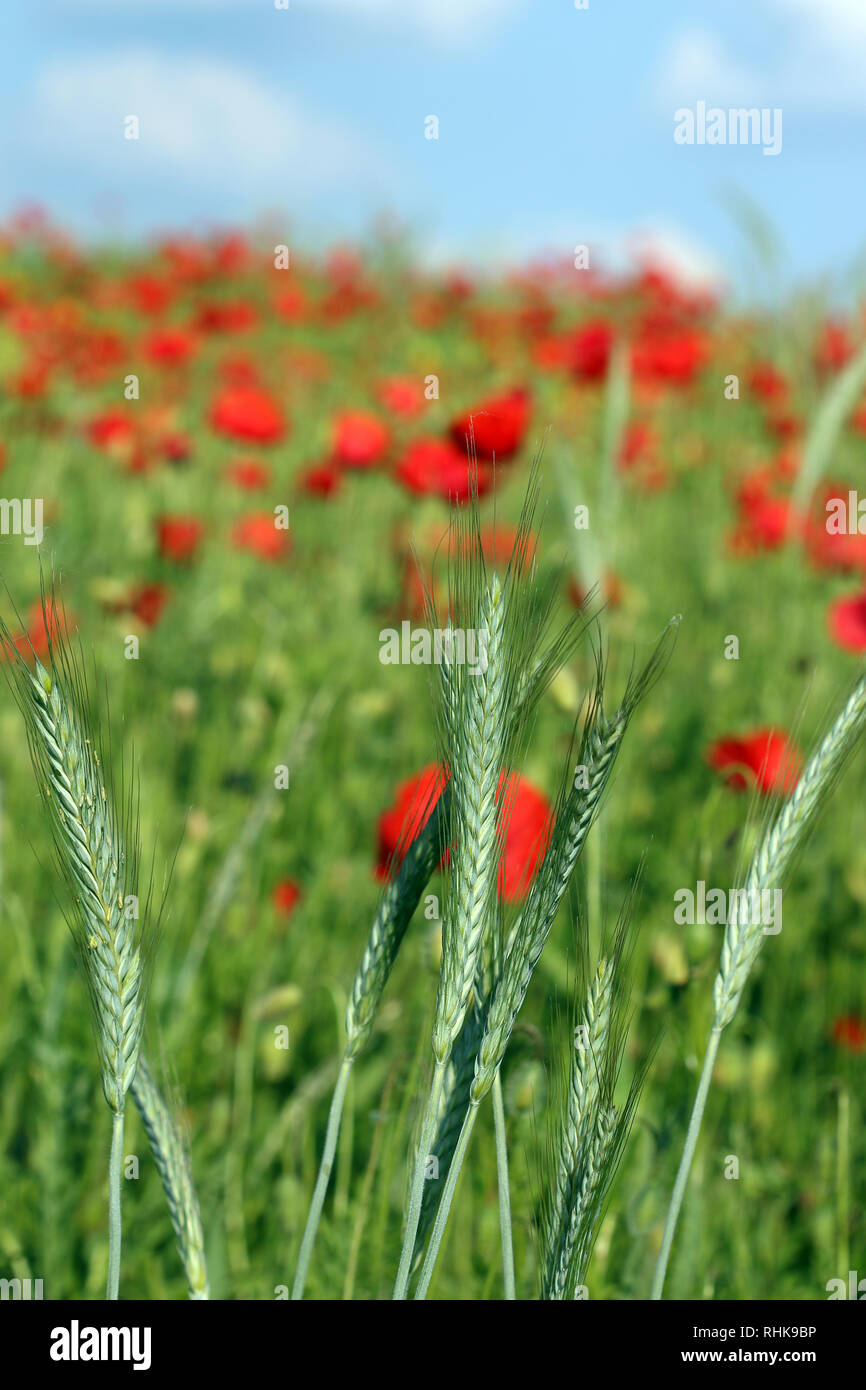 Grano verde e di papavero fiore in primavera Foto Stock