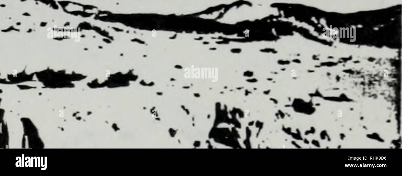 . La biologia della specie endemiche psammophytes, Eureka Valley, California, e la sua relazione con off-road in caso di urto del veicolo. Dune di sabbia piante; piante del deserto; tutti i veicoli fuoristrada. Â¢Â Â"Â"&amp;â ¢; * * â â¢â *S^ 'Z.T4 della piastra 2. A) Guardando a nord lungo la cresta di auto di dune di Eureka. Nota le dune trasversali a destra e la "hidden valley " contrassegnato con la freccia. B) Presummably una vecchia parte dell'antica lakebed ora circondata da dune in "nascosto va)ley".. Si prega di notare che queste immagini vengono estratte dalla pagina sottoposta a scansione di immagini che possono essere state migliorate digitalmente per la leggibilità - colora Foto Stock