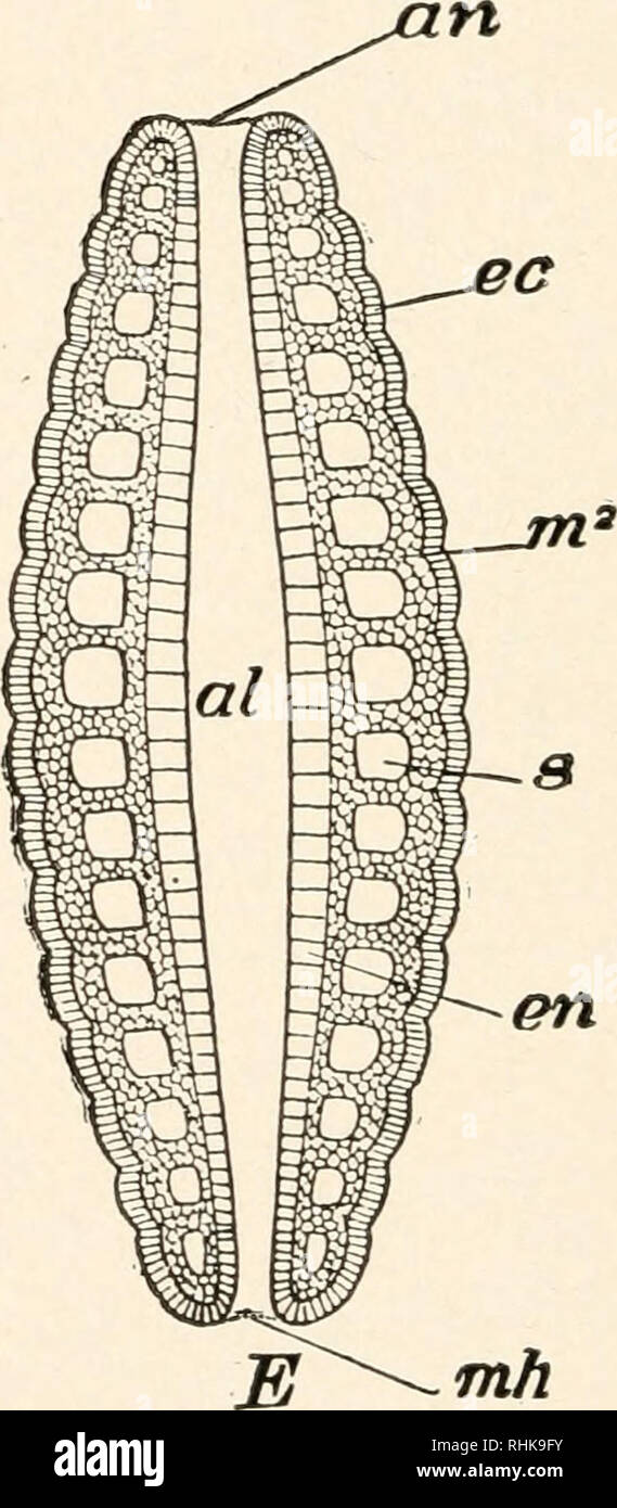 . Biologia. Biologia. -Splrn.. MH FIG. 66.-figure schematiche dei primi e stadi embrionali in sviluppare- mento del lombrico. A-F, gastrulation che mostra la formazione di due strati ectoderm e l'endoderma, e l inizio del mesoderma derivanti all'inizio dalle cellule mostrato a m; la porzione inferiore a cinque cifre mostrano l'origine dell'coelomic camere ed il dissepiments, al, apparato digerente; un, ano; ar, archenteron; c&amp;, coelom; ce, ectoderm; en, endoderma; mt mesoblast pole-cella; mz, mesoblast tessuto; mh, bocca; n, cavo del nervo; sc, segmentazione cavità; sm, somatici mesoderma; spl.m, Foto Stock