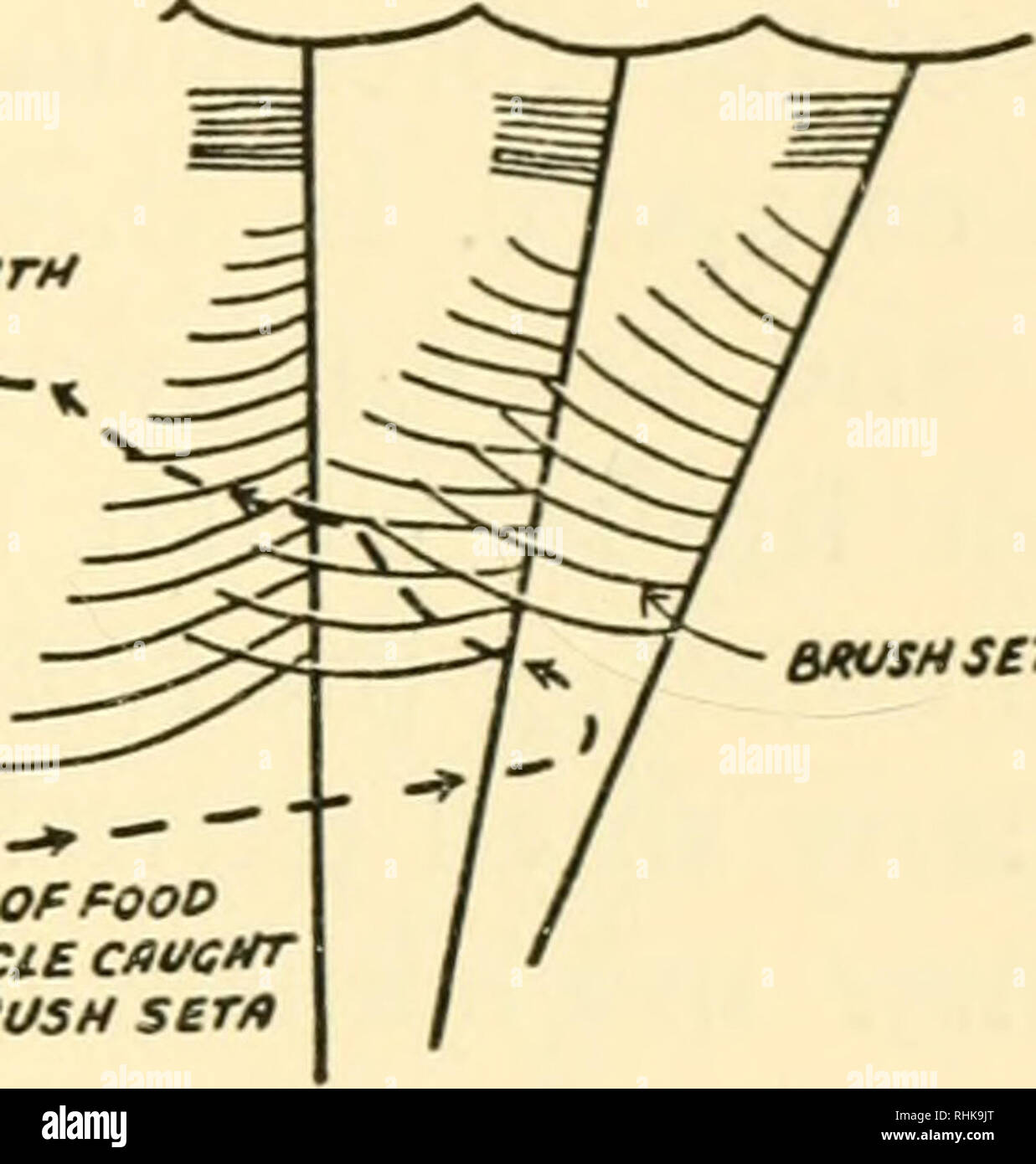. Una biologia dei crostacei. Crostacei. Percorso del cibo pfifmciE cpugmt da sieri di spazzola A B Fig. 22. Un tronco, arto del Nebalia (Leptostraca). La spazzola setae progetto obliquamente in avanti dal margine interno dell'arto. B, diagramma che mostra il modo in cui la spazzola setae spostare le particelle di cibo in avanti verso la bocca. (B, dopo il cannone, 1927). Le particelle più grandi vengono catturati prima di entrare nello spazio tra le arti e sono addentata dalle basi spinoso del maxillules. Quando una grande massa e si accumula in prossimità della maxillules la palpi delle mandibole può essere piegato all'indietro e spingere il cibo in bocca Foto Stock