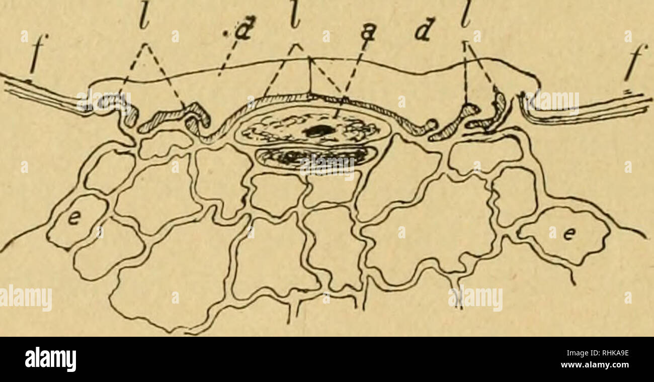 . Biologisches Zentralblatt. Biologia. 742 Steinbrinck, Über Schrumpfuugs- u. Kohäsionsmechanismen von Pflanzen. Außenmembran d d sehen wir die Lumina / von sechs Haarzellen. Diesen entsprechen in der Flächenansicht der Haarschuppe drei kreis- oder gürtelförmige Gruppen von Zellen, die zusammen die Scheibe des Saughaares bilden. Un diese schließen sich nach außen in langer Erstreckung die Zellen f des Flügelrandes, die einen aus- gedehnten Kapillarraum zwischen ihnen und der Blattepidermis e überdecken. Unter der Haarscheibe caduti einige der Blattzellen durch ihren reichen Protoplasmagehalt onu Foto Stock