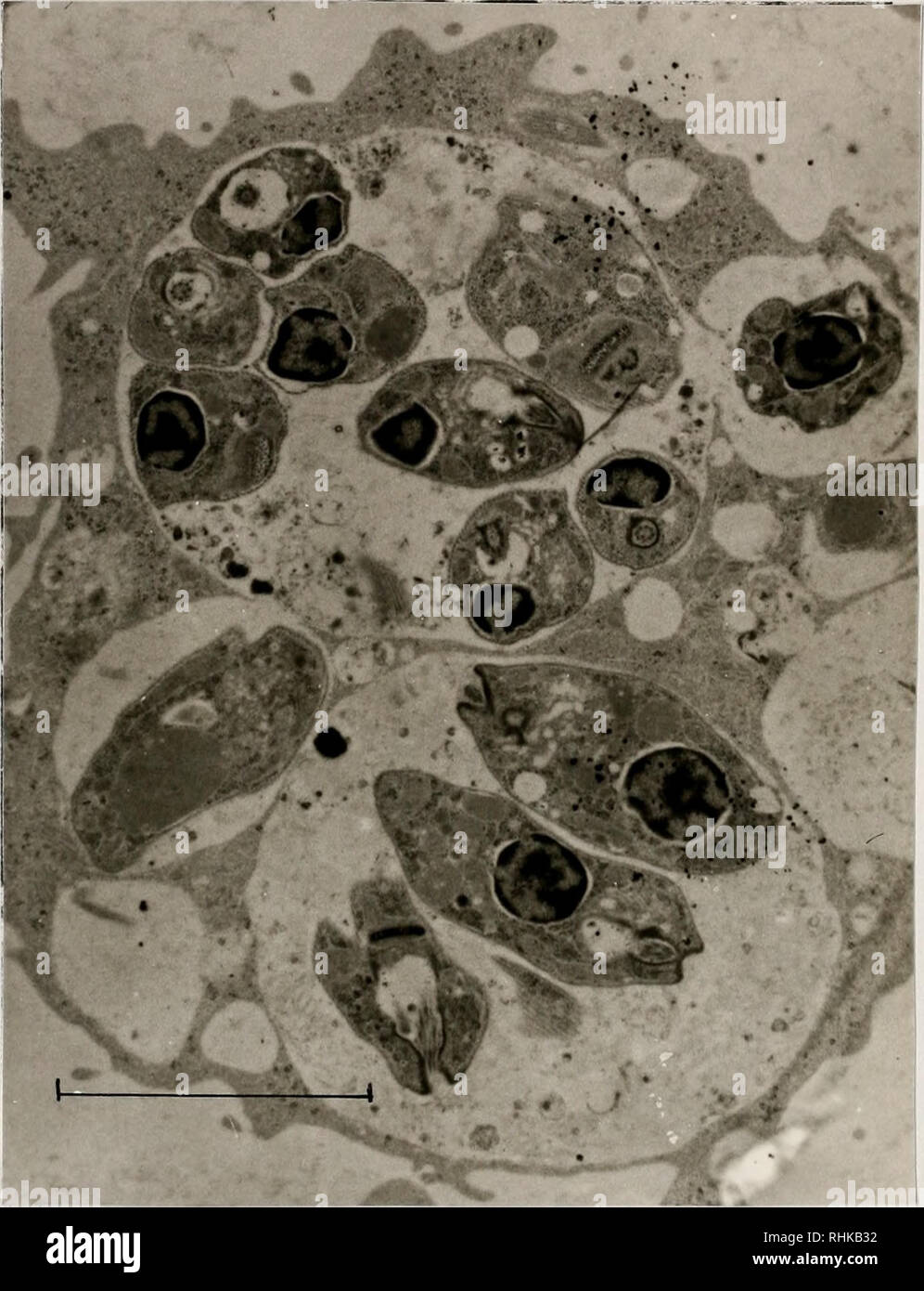 . La biologia e la colonizzazione della sabbia volare Lutzomyia diabolica (Hall) (Diptera: Psychodidae) con note sulla sua relazione di potenziale umano leishmaniosi cutanea in Texas, Stati Uniti d'America. Psychodidae; la leishmaniosi cutanea; insetti come vettori della malattia; gli insetti. -189-. Figura 4-12. Micrografia elettronica di Leishmania mexicana di vescicole di grandi dimensioni entro un macrofago cellula di un criceto infettati dal morso di una femmina diabolica Lutzomyia (circa magn. x 12.500; barra rappresenta 3 ym). ". Si prega di notare che queste immagini vengono estratte dalla pagina sottoposta a scansione di immagini che possono essere state migliorate digitalmente per Foto Stock