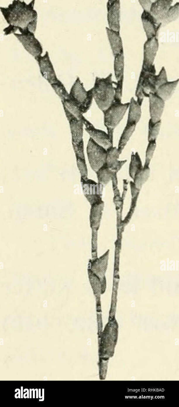 . Biologiske meddelelser. Biologia. 104 No. 2. C. H. Ostem-eld: &gt; alcuni esemplari essendo glabrous o quasi (n. 919, 923), alcuni hairy (f. hirsutiis) (n. 920; 28. Agosto 1914; E. Dorph- Petersen). Leucopogon australis R. Br. Prodr. Fl. Nov. Holl. (1810) o41; Benth. Fl. Austr. IV (1869) 187. Palgarup, a sud di Bridgetown (n. 931; 2. Ott. 1914); Collie (n. 929; 18. Sett. 1914, Cecil Andrews). Leucopogon amplectens Ostf. sp. nov. (Fig. 15, 1). ^^ Ex affinitate L. ciicullati ^^B R. Br. et L. sprengelioidis â ^ . Sond. Frutex erectus ra- mosissimus, ramulis gla- bris. Folia imbricata costitui- cava Foto Stock