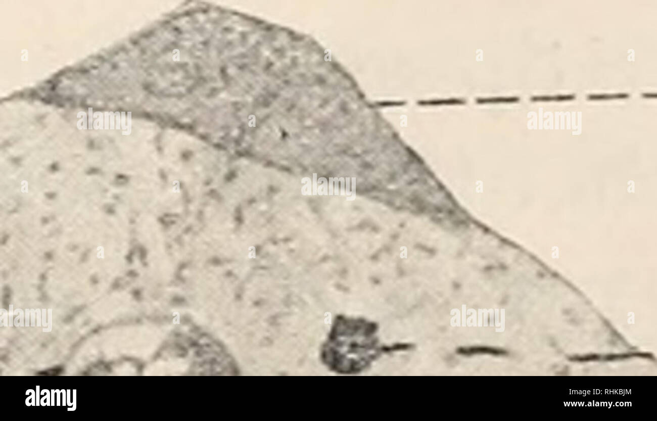 . Biologisches Zentralblatt. Biologia. Fig. 6. Â ¢"â ' â^"-"f. RK S.K Fig. 7 b. Die Fortpflanzung ungeschlechtliche (aber nicht die Partheno- genese) unterscheidet sich von der geschlechthchen nicht durch das Weg- caduti des Befruchtungsvorganges allein, sondern auch durch das der jenem vorangehenden Reifungserscheinungen. DieReifungskaryokinese zeichnet sich zytologisch durch auÃerordentlich typische Charaktere bei sÃ¤mtlichen Metazoen und selbst bei den Pflanzen aus (vgl. z. B. morire. Si prega di notare che queste immagini vengono estratte dalla pagina sottoposta a scansione di immagini che possono essere state migliorate digitalmente Foto Stock