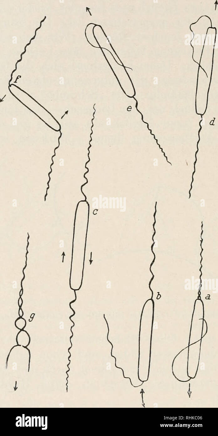 . Biologisches Zentralblatt. Biologia. im Ülehla, Ultraniikroskopische Studien über Geißelbewegung. Körperachse zurückzuführen; dieses letztere aber ist durch die Geißel- stöße bedingt. Sie sind mit den Doppelbildern zu vergleichen, die bei einer exzentrisch rotierenden Schraube entstehen. Hinter der base verläuft dann die Schraube einfach. Durch diese Tätigkeit. Abb. 40. Clostridium spec. a) Ein schwimmendes (gleitendes) individuo. Die hintere Geißel allein tätig, a-e) Urakehrung der Beweguiigsrichtung, hergestellt durch das Ausstrecken der vorderen untätigen Geißel und Umlegen der bisher tä Foto Stock