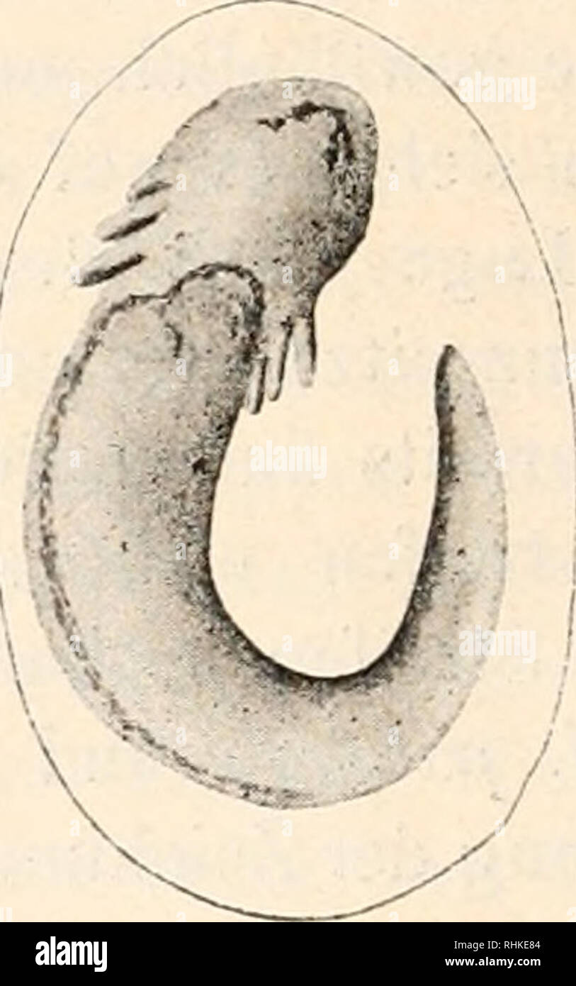 . Biologisches Zentralblatt. Biologia. Figuren 1-3. Molge taeniata Schneid.) Fig. 1. Molge taeniata - Lavve im Ei. Erste "mikroskopisch wahrnehmbare Zeichnung, circa 15 : 1. Fig. 2. Molge tae^iiata-Larve im Ei, 1-2 Tage älter. Es lassen sich makro- skopisch 2 Längsstreifen unterscheiden, circa 15 : 1. Fig. 3. Molge taeniata - Larwe im Ei. Ventralansicht, circa 15:1. Larve auf dem Rücken 3-4 ziemlich regelmäßig angeordnete Längs- reihen von Zellen. Die beiden an den Seiten verlaufenden Streifen werden nur je aus einer Zellreihe gebildet. Die auf dem Rücken essere- findlichen pigmentierten Strei Foto Stock