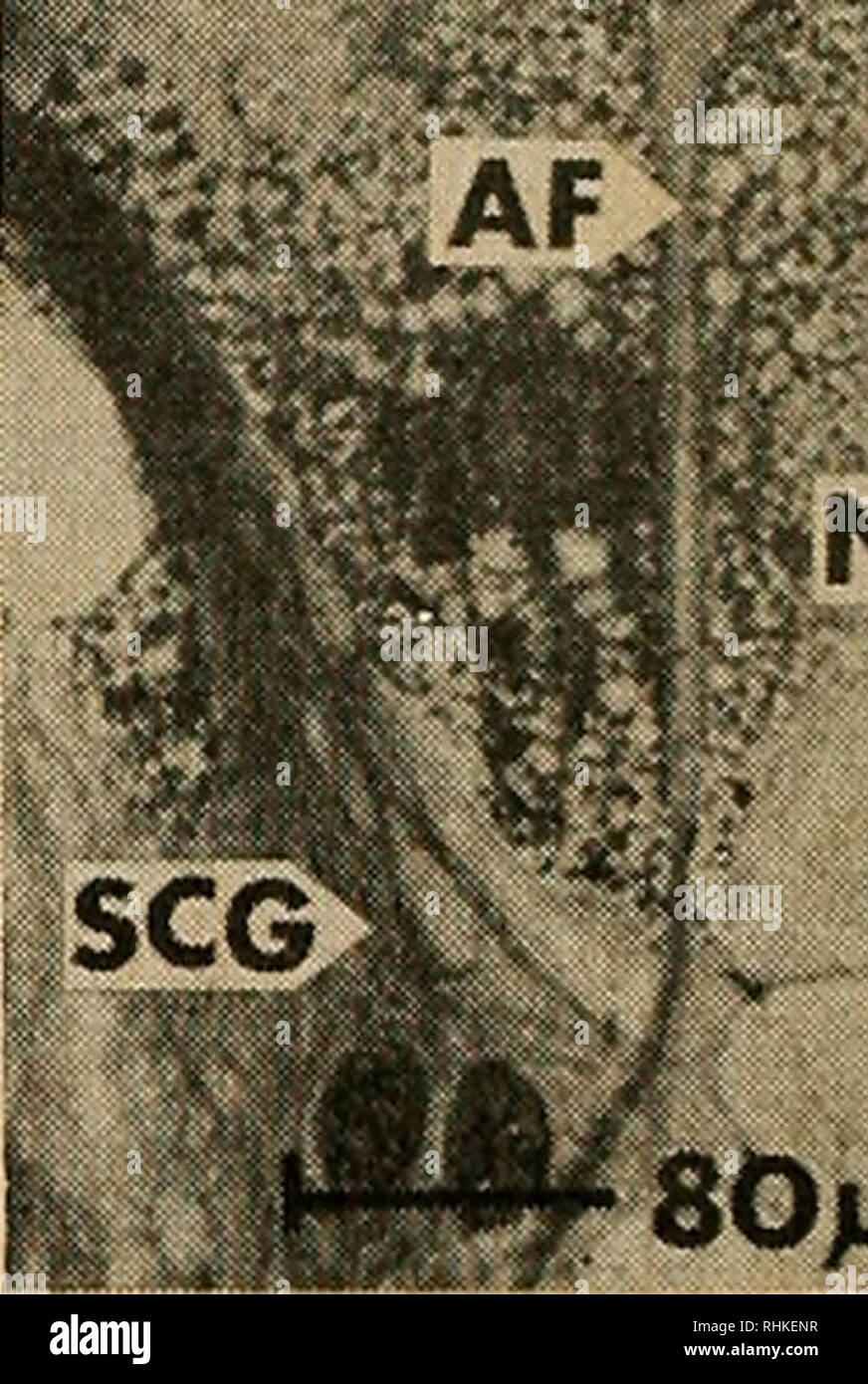 . Il bollettino biologico. Biologia; Zoologia; biologia marina. SGC 8. X NGC SOja 1 9 nella figura 5. Ponte di cella fra gamba rigenerare {h e gangliun explanl (g) è sviluppare- ing. Schwann allungata simile a cellule gliali (SGC) granulo e riempito di tipo nutritiva cellule gliali (NGC) stanno emergendo da espianti. Che cosa può essere una guaina cella (SC) è visto vicino ganglio espianto. La parte centrale del ponte (cb) sembra essere costituito da una miscela di sangue, gliali, e le cellule epiteliali. In vitro 34 giorni; contrasto scuro fase. La figura 6. La degenerazione del sangue e delle cellule epiteliali (BEE) nelle antiche culture espone t Foto Stock