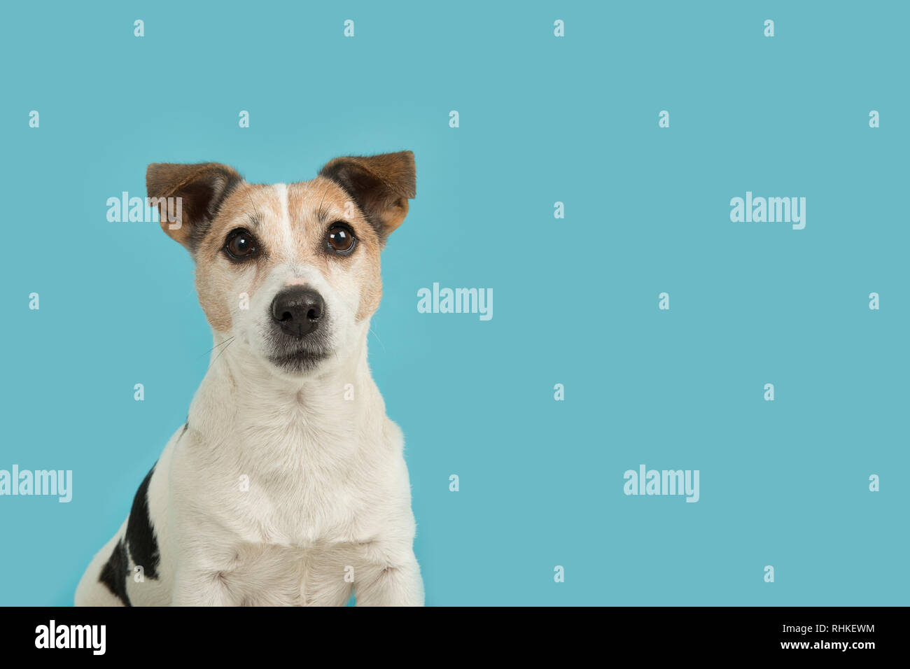Carino jack russell cane ritratto cercando su uno sfondo blu in un'immagine verticale Foto Stock