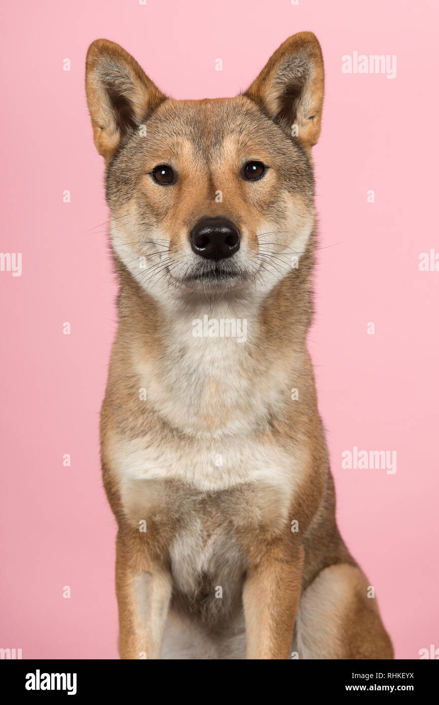 Ritratto di un cane di Shikoku una razza giapponese guardando la telecamera su un sfondo rosa Foto Stock