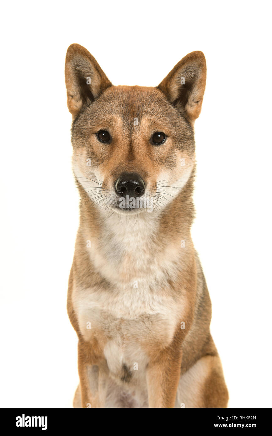 Ritratto di un cane di Shikoku una razza giapponese guardando la telecamera isolata su uno sfondo bianco Foto Stock