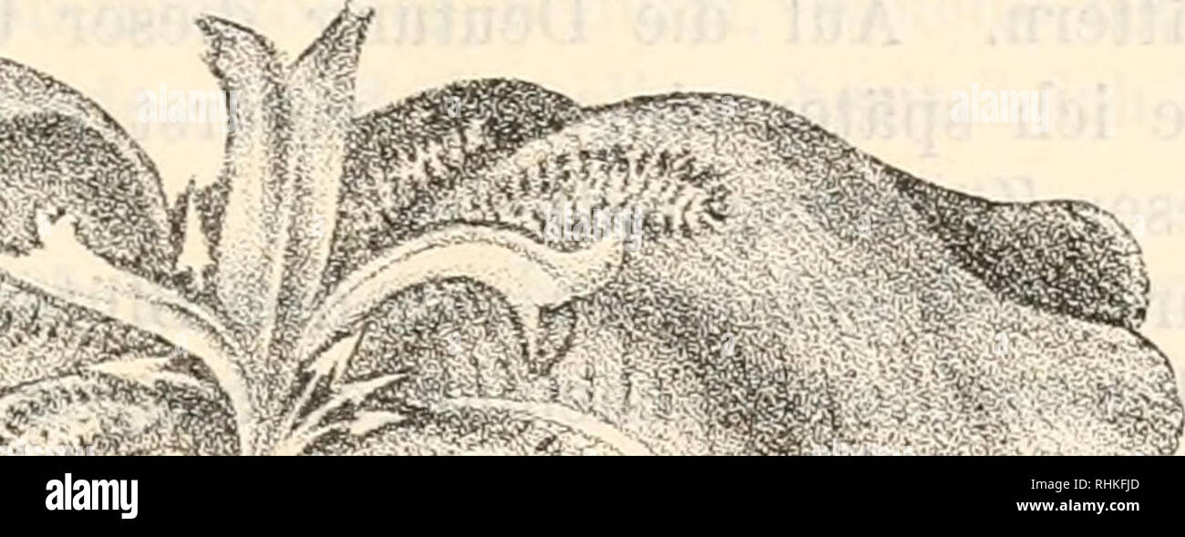 . Biologisches Zentralblatt. Biologia. Heinricher, Atavismus und Züchtung 15 g-egeuttber der g-ewöhnlicheD forma der />/6-BlUte eine sehr uuffallende Umgestaltung derselben darbietet, und die ihr eine wesentlich ver- schiedene, fremdartige Tracht aufprägt. Von Intèresse schien es mir, dass diese weitreichende Umgestaltung schon in der zweiten Generation aufgetreten ist Und dass durch meine Buchführung ein genauer beleg- für die Züchtung vorliegt. Fi.fi-. 2.. Si prega di notare che queste immagini vengono estratte dalla pagina sottoposta a scansione di immagini che possono essere state migliorate digitalmente per la leggibilità - colorazione Foto Stock
