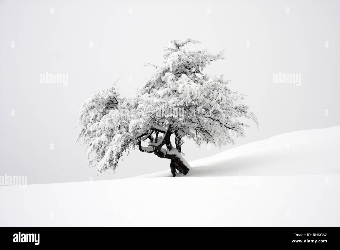 Piccolo albero isolato ricoperta di neve su un pendio con sfondo velato Foto Stock