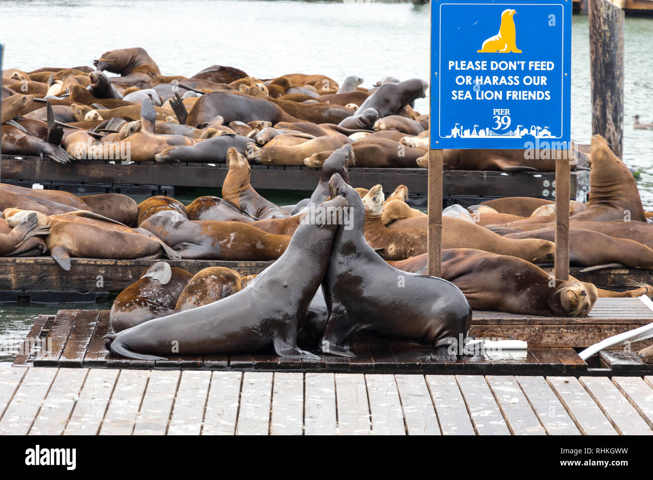 I leoni marini al Pier 39, Fishermans Wharf di San Francisco, California, Stati Uniti d'America Foto Stock