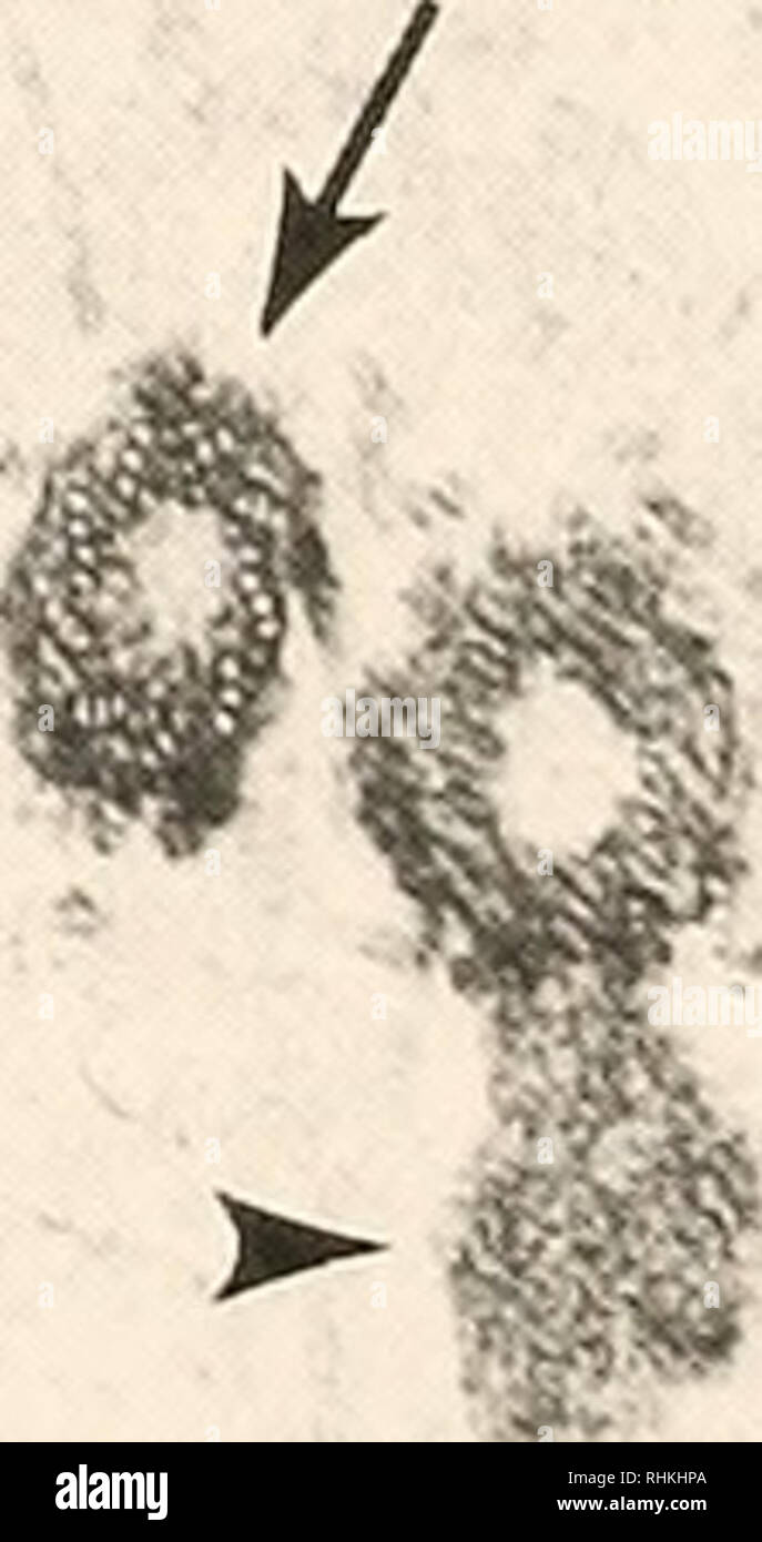 . Il bollettino biologico. Biologia; Zoologia; biologia; biologia marina. mt f^. Jf' 0.25tJm Figura 4. Centrioles in cytoskeletons come osservata mediante microscopia elettronica a trasmissione di sezioni sottili (a-c) longitudinali e viste oblique; (d) vista in sezione trasversale che mostra 9-triplet ultrastruttura cilindrico. I microtubuli adiacenti o fasci di microtubuli (ml) non provengono dalla centriolar triplette (a-c). Elettron-materiale denso è stata talvolta osservata vicino al centrioles (b. d; punte di frecce). Si prega di notare che queste immagini vengono estratte dalla pagina sottoposta a scansione di immagini che possono essere state enhanc digitalmente Foto Stock