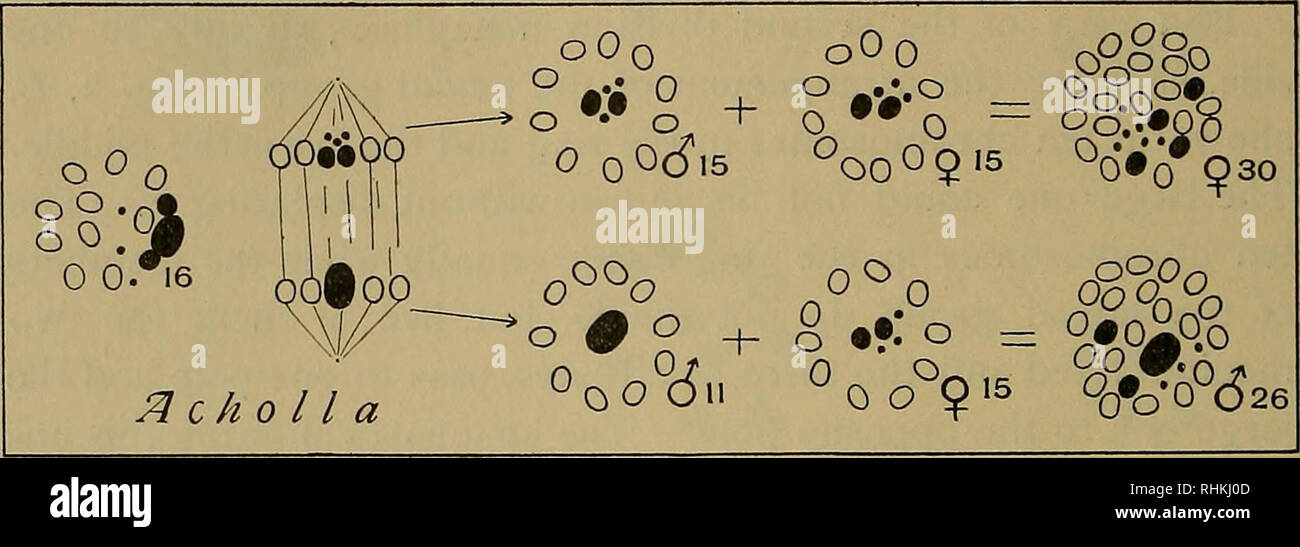. Il bollettino biologico. Biologia; Zoologia; biologia marina. 178 FERNANDUS PAYNE. Non sono stato in grado di seguire la storia del differenziale di cromosomi durante il periodo di crescita. Un plasmosome è presente. A volte è perfettamente le macchie di colore nero, ma ancora una volta si possono macchiarsi molto come il citoplasma non. Se quest'ultimo, un certo numero di corpi di cromatina può essere visto incorporato in essa. Come ho fol- rallentato la storia dell'plasmosome e la sua relazione con la dif- ferential cromosomi in Prio7iidus sembra molto probabile che anche qui, in Acholla il differenziale cromosomi sono incorporati nel plasmosome durante Foto Stock