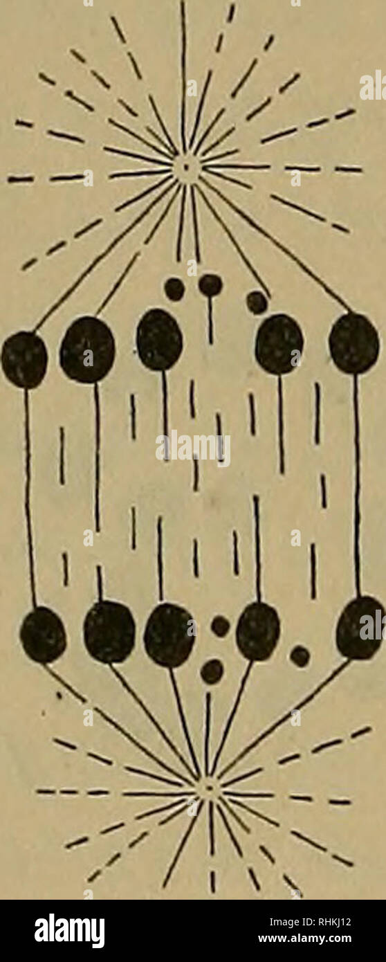 . Il bollettino biologico. Biologia; Zoologia; biologia marina. •.V B I'ln I. D • % •4 £ F •V G H Fig. 2. Acholla multisphiosa. Un, prophase della prima divisione ; la grande chro- mosome è unita da estremità a estremità con due altri ; B, anaphase, vista polare, della prima divisione ; C, anaphase, vista laterale della prima divisione, che mostra la divisione tardiva del cromosoma di grandi dimensioni e due con cui esso è collegato ; Z?, anaphase, vista laterale della prima divisione, che illustra la divisione dei tre piccoli cromosomi ; e, in metafase della seconda divisione, polare, illustrante i dieci cromosomi in anello e Foto Stock