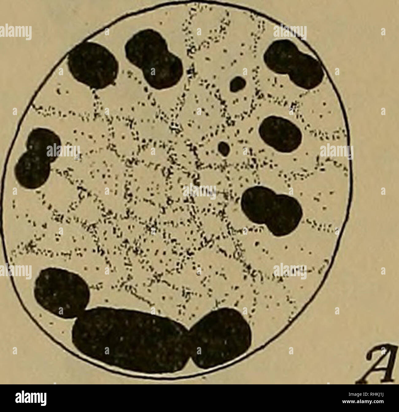 . Il bollettino biologico. Biologia; Zoologia; biologia marina. 1/6 FERNANDUS PAYNE. gonial numero, dieci di questi deve essere bivalente e sei univalente. I tre piccoli sono ancora presenti. Il grande è qui come in prophase^della prima divisione legata da estremità a estremità con altri due cromosomi. Tutti dividere equamente in questa divisione. Ho avuto la fortuna di trovare una vista laterale del anaphase mostra tutti e tre piccoli dividendo (Fig. 2, D). Il grande uno e due. •.V B I'ln I. Si prega di notare che queste immagini vengono estratte dalla pagina sottoposta a scansione di immagini che possono essere state migliorate digitalmente per readab Foto Stock