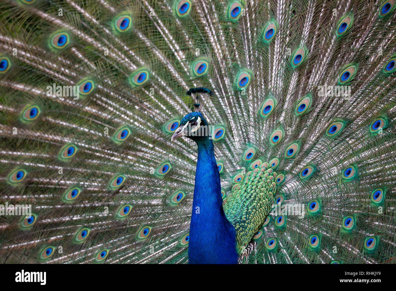 Peacock visualizzando il suo fan del timoniere, sperando in un mate, North Yorkshire, Regno Unito Foto Stock