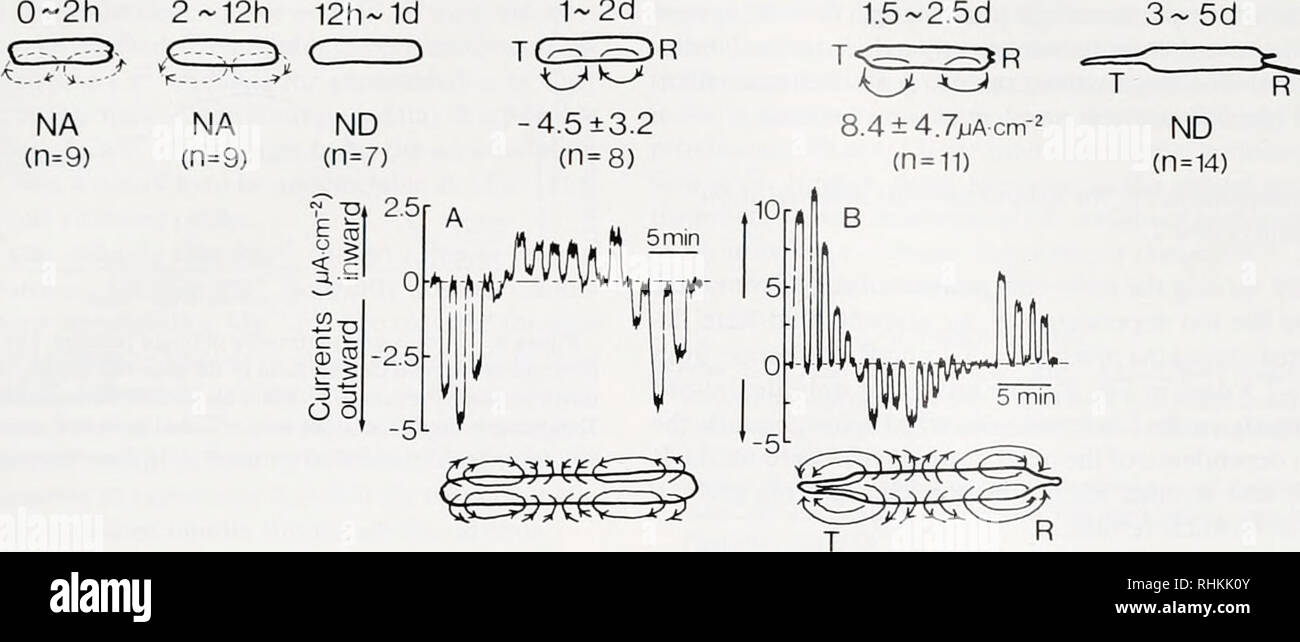 . Il bollettino biologico. Biologia; Zoologia; biologia; biologia marina. Le correnti ioniche durante il processo di rigenerazione 43 i n m 02h 212h 12h1d 12d. La figura 2. Disegno schematico del pattern di correnti ioniche e misurazioni rappresentative. Riga I: tempo dopo isolamento; II: modello di correnti rivelate; III: densità di corrente (media ± deviazione standard, n = numero di esperimenti), tutti i quali sono stati misurati al tallo (T) fine; NA, Non applicabile (vedi testo); ND. non rilevabili. IV: Esempi di mappature correnti effettuate a 1-2 giorni (A) e 1,5-2,5 giorni (B) dopo isolamento. I modelli correnti rilevate sono Foto Stock