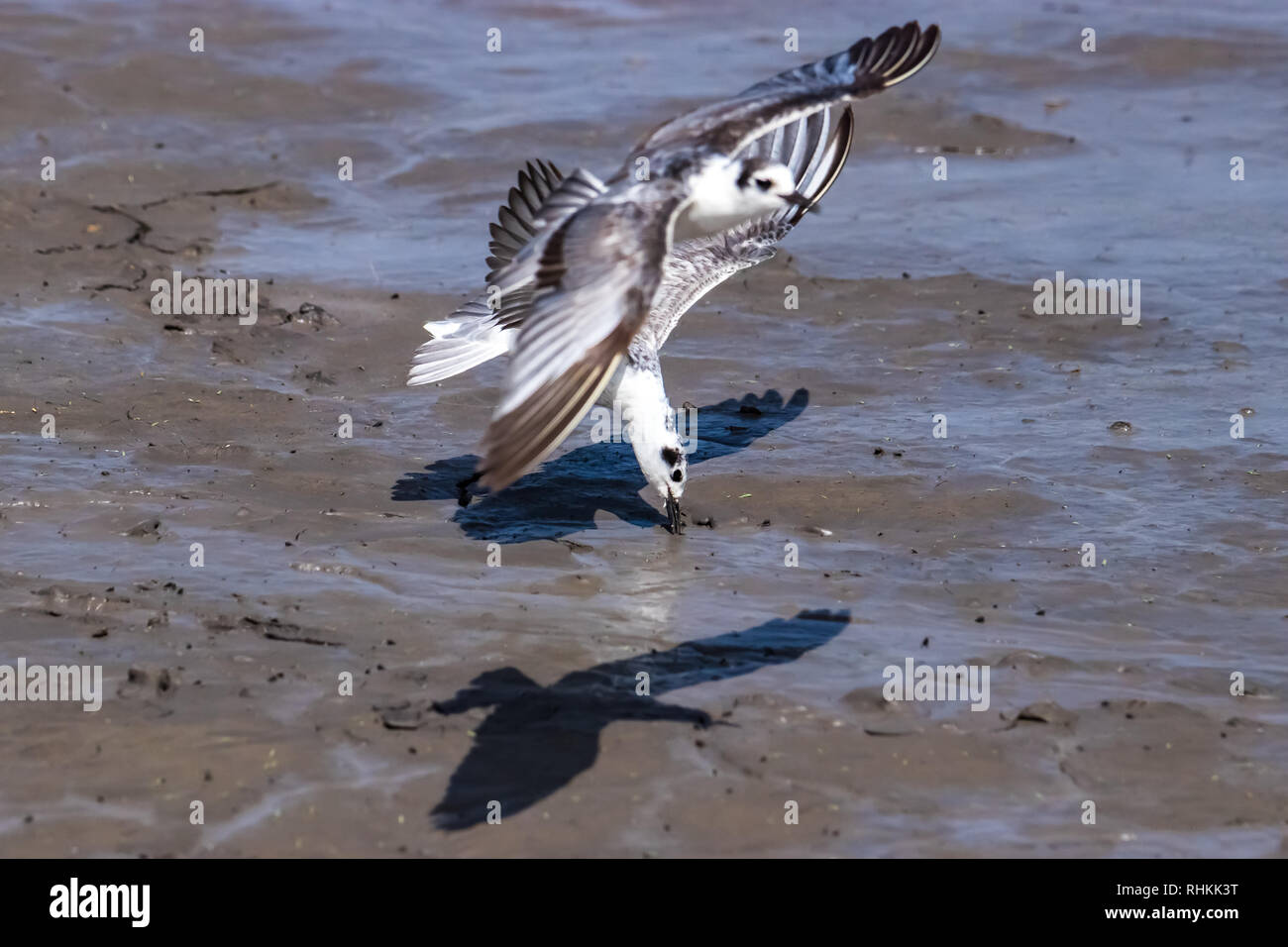 Swallow volando sopra l'acqua Foto Stock